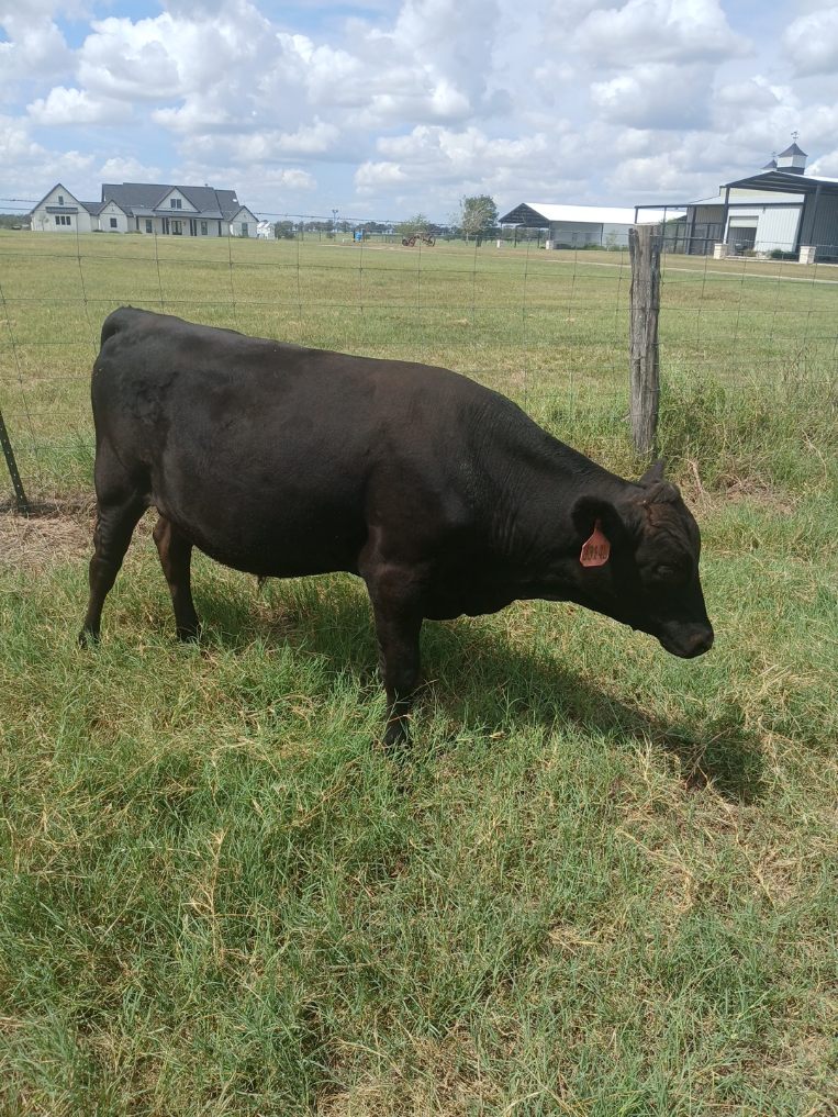 Registered 100% Full-Blood Japanese Wagyu Bull Calves